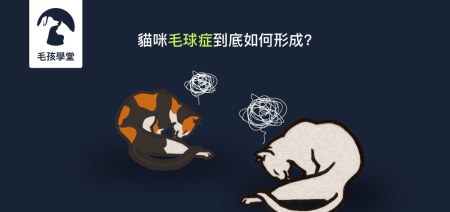 貓咪毛球症到底如何形成?